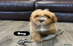 Cavapoo dogs for sale: Adorable Cavapoos ready for their new families 🐾 - Image 21