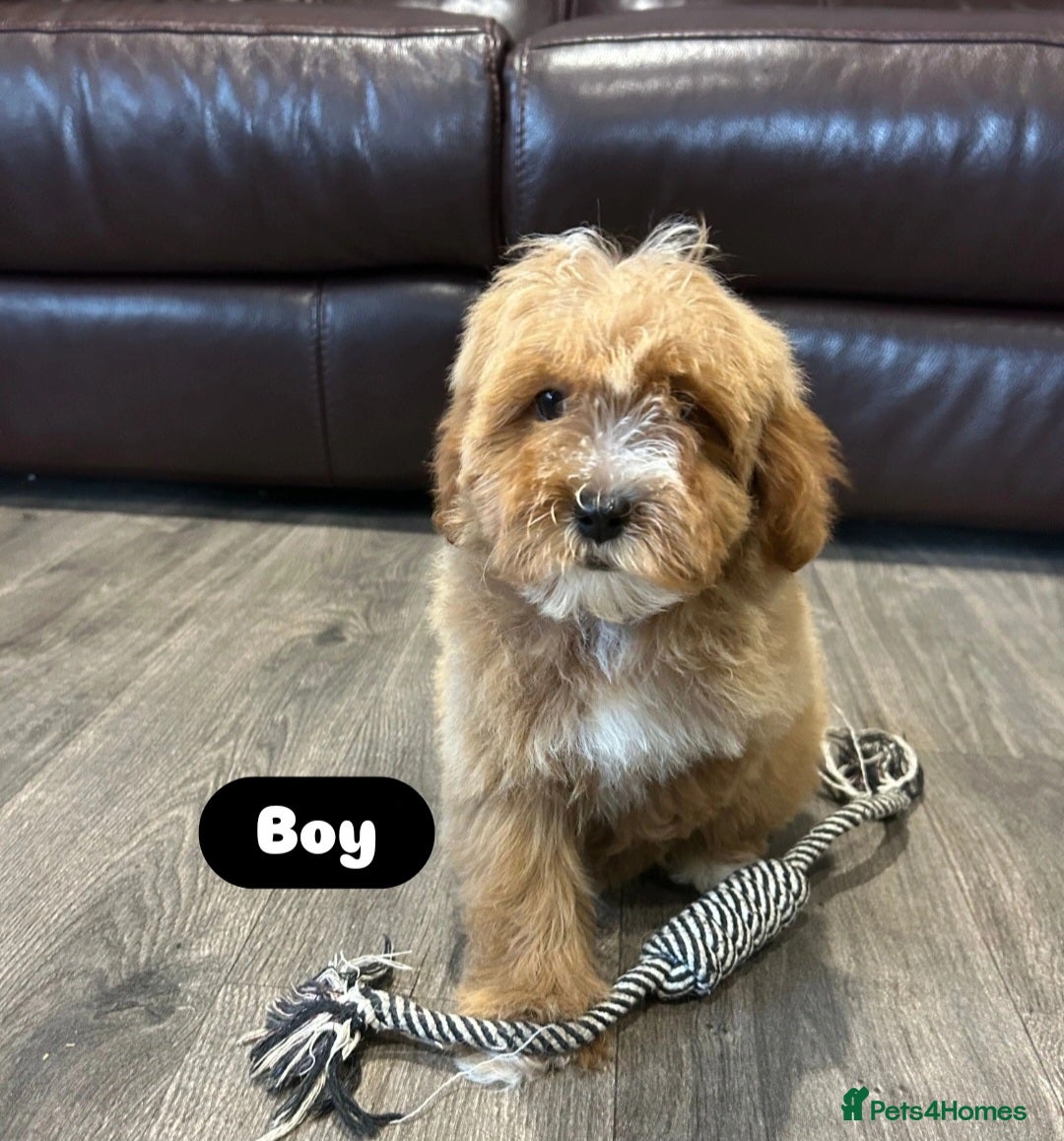 Cavapoo dogs for sale: Adorable Cavapoos ready for their new families 🐾 - Image 21