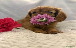 Cavalier King Charles Spaniel dogs for sale: KC REG, HEART, EYE AND DNA TESTED PARENTS - Image 8