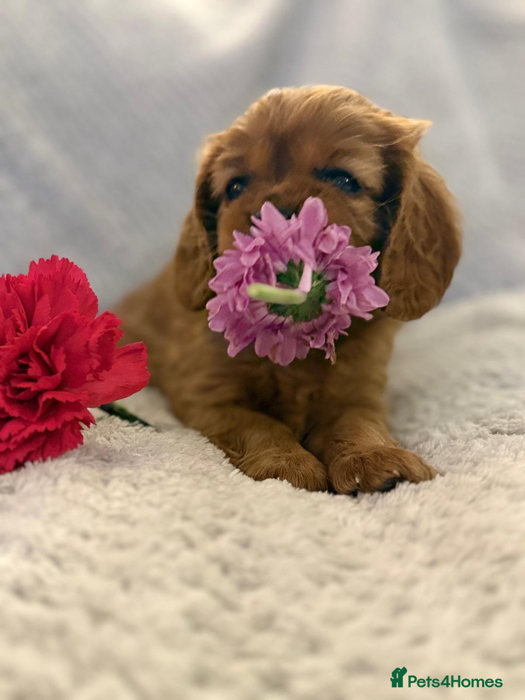 Cavalier King Charles Spaniel dogs for sale: KC REG, HEART, EYE AND DNA TESTED PARENTS - Image 8