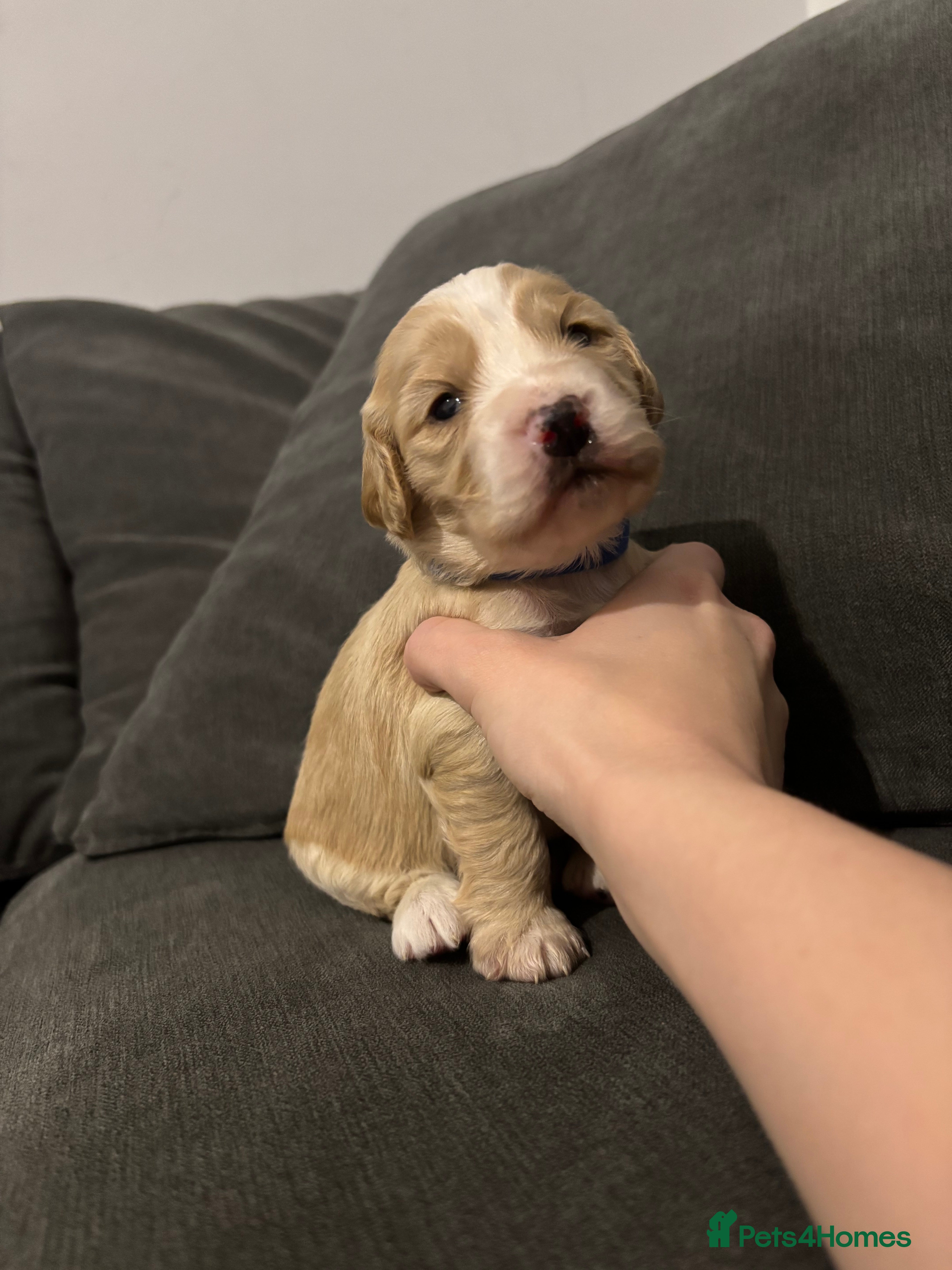 Cocker Spaniel dogs Working Cocker Spaniel Puppies - Advert 17