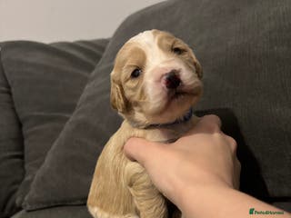Cocker Spaniel dogs Working Cocker Spaniel Puppies - Advert 13