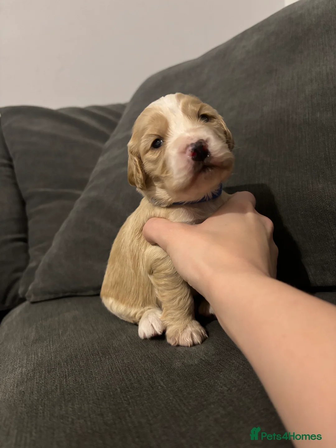 Cocker Spaniel dogs for sale: Working Cocker Spaniel Puppies - Advert 1