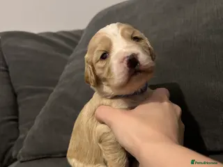 Cocker Spaniel dogs Working Cocker Spaniel Puppies - Advert 5