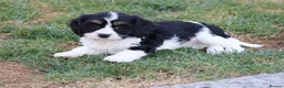 Cavapoo dogs for sale: COCKERLIERPOO puppies for sale - Advert 15
