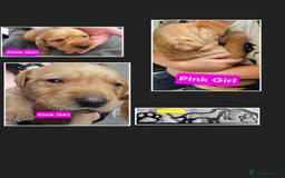 Labrador Retriever dogs for sale: Working lab pups - Image 2