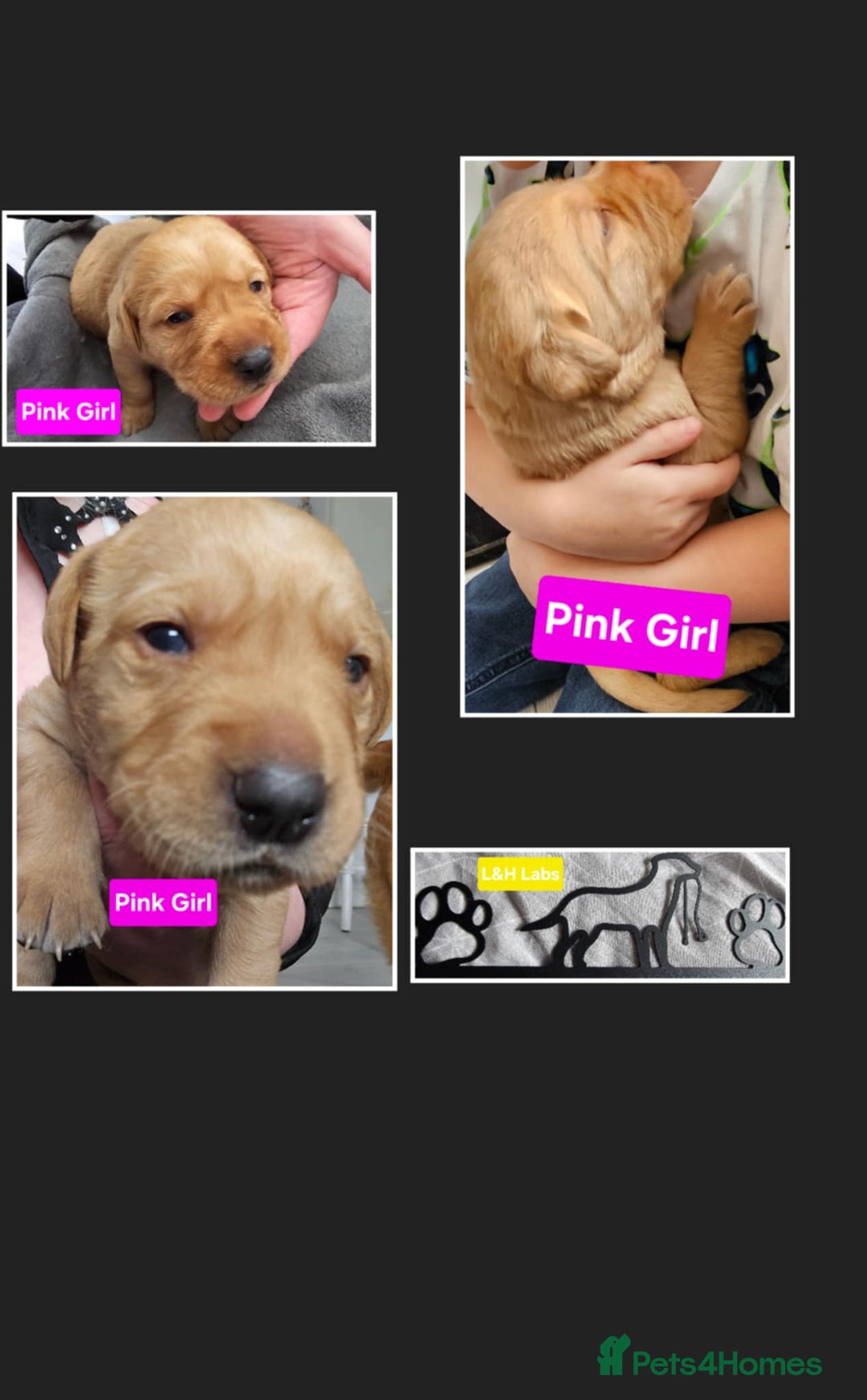 Labrador Retriever dogs for sale: Working lab pups - Image 2