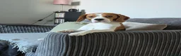 Beagle dogs for stud: Baxter - 2 Year Old Beagle for Stud - Advert 24