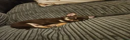 Chihuahua dogs for sale: Chihuahua pups - Advert 4