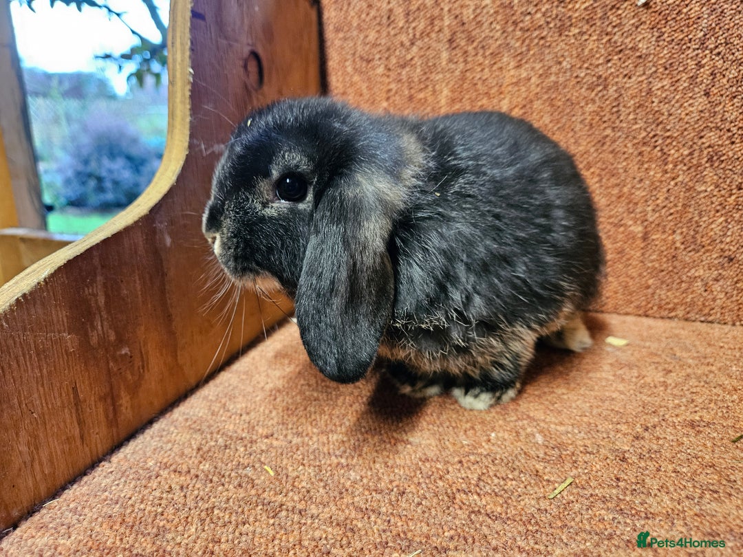 Mini Lop rabbits for sale: Pure mini lop Doe Kit show lines . Vaccinated  - Advert 8