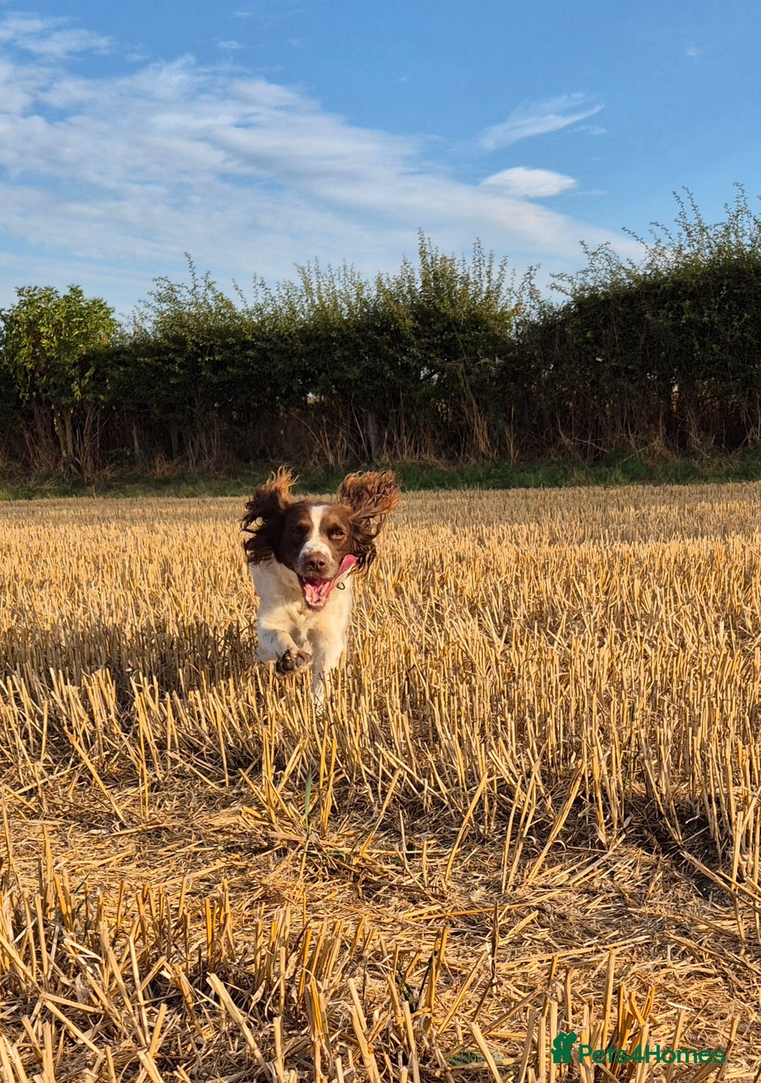 English Springer Spaniel dogs for sale: English Springer Spaniel Puppies  - Image 23