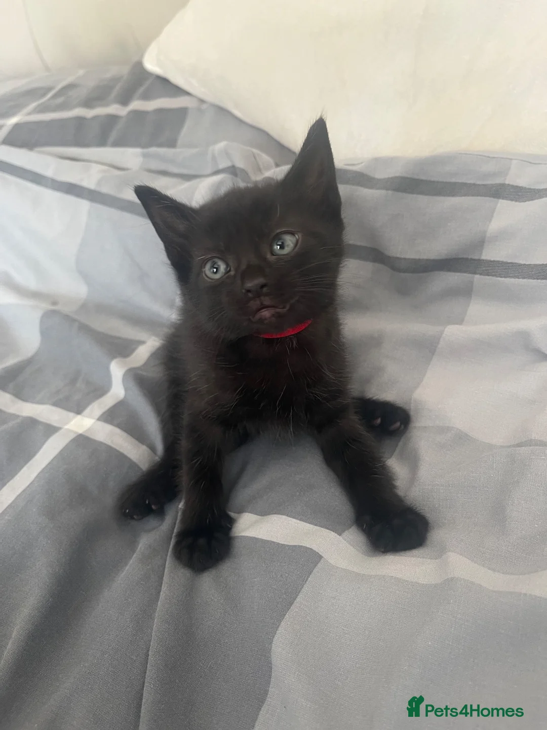Mixed Breed cats for sale: 3 black boy kittens - Advert 4