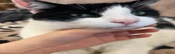 Domestic Shorthair cats for sale: Gentle 7YO Neutered Male Cat  - Advert 3