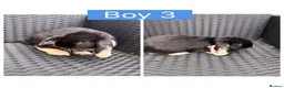 English Lop rabbits for sale: Lop rabbits ready to leave now - 5 Girls 5 Boys - Advert 8
