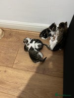 British Shorthair cats - Advert 8