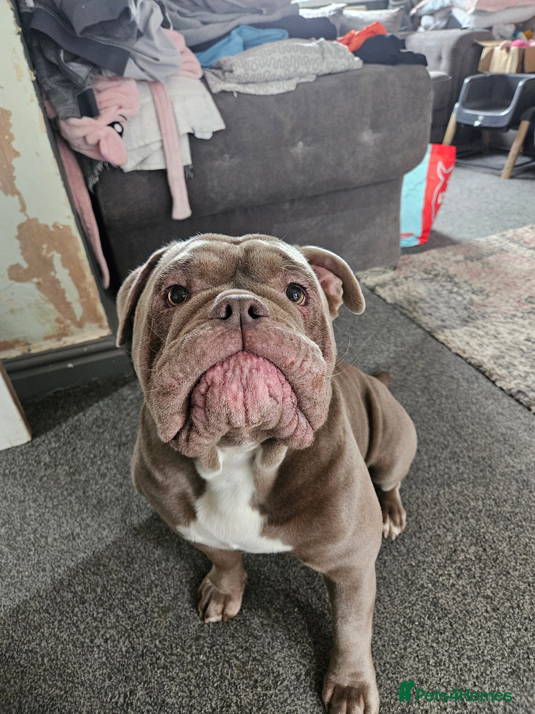 Olde English Bulldogge dogs for stud: Lilac old english bulldogge  in Workington - Advert 5