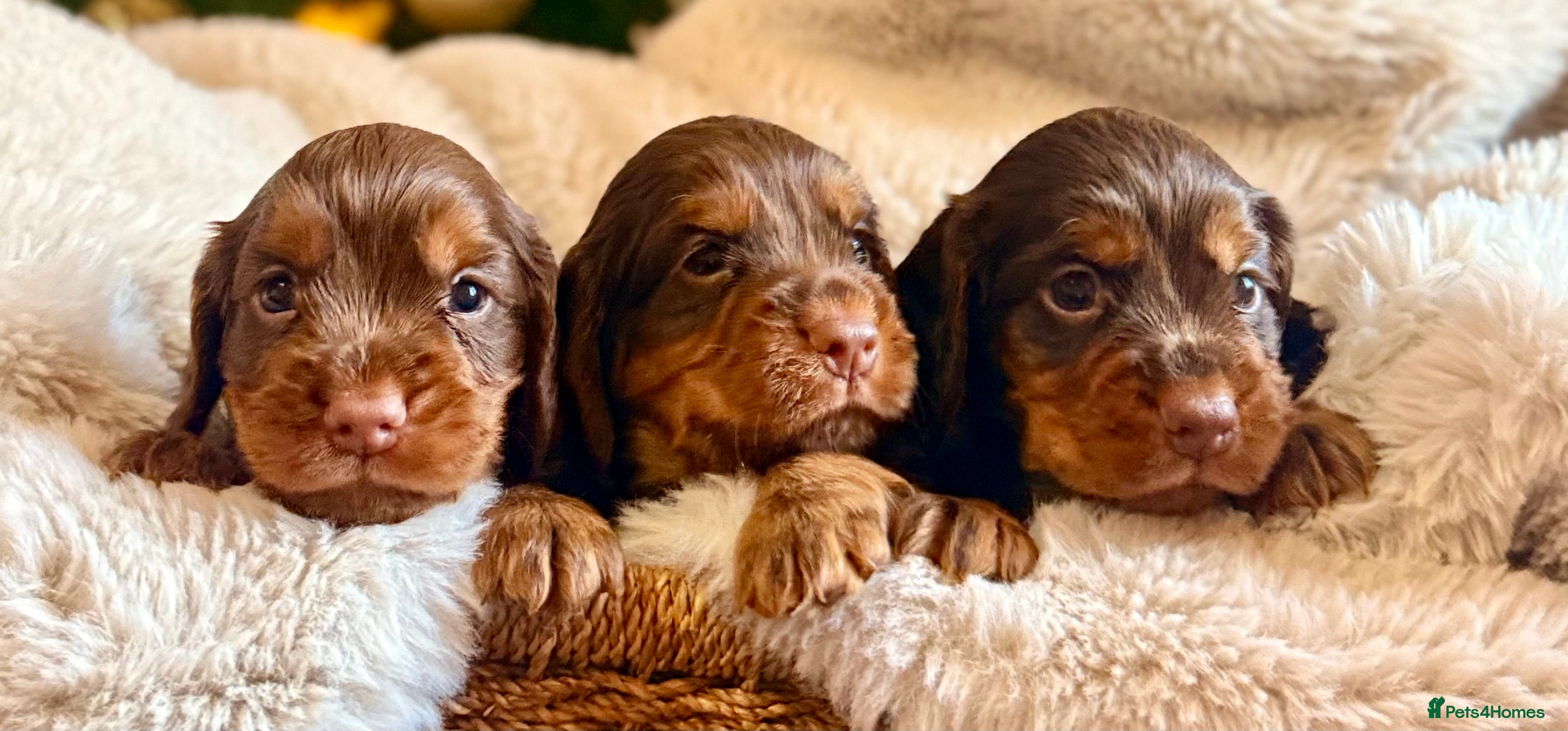 Cocker Spaniel dogs 8 health checked true quality working cocker pups - Advert 3