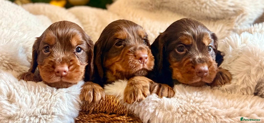 Cocker Spaniel dogs for sale: 8 health checked true quality working cocker pups - Advert 2