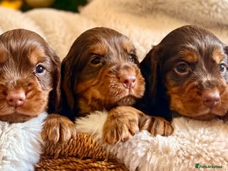 Cocker Spaniel dogs 8 health checked true quality working cocker pups - Advert 3