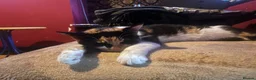Mixed Breed cats for sale: Ella + Tilly  - Advert 4