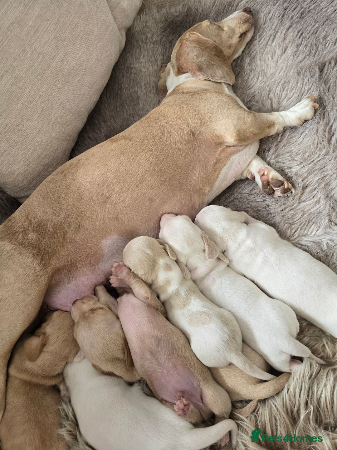 Miniature Dachshund dogs for sale: Miniature cream dachshund - Image 29