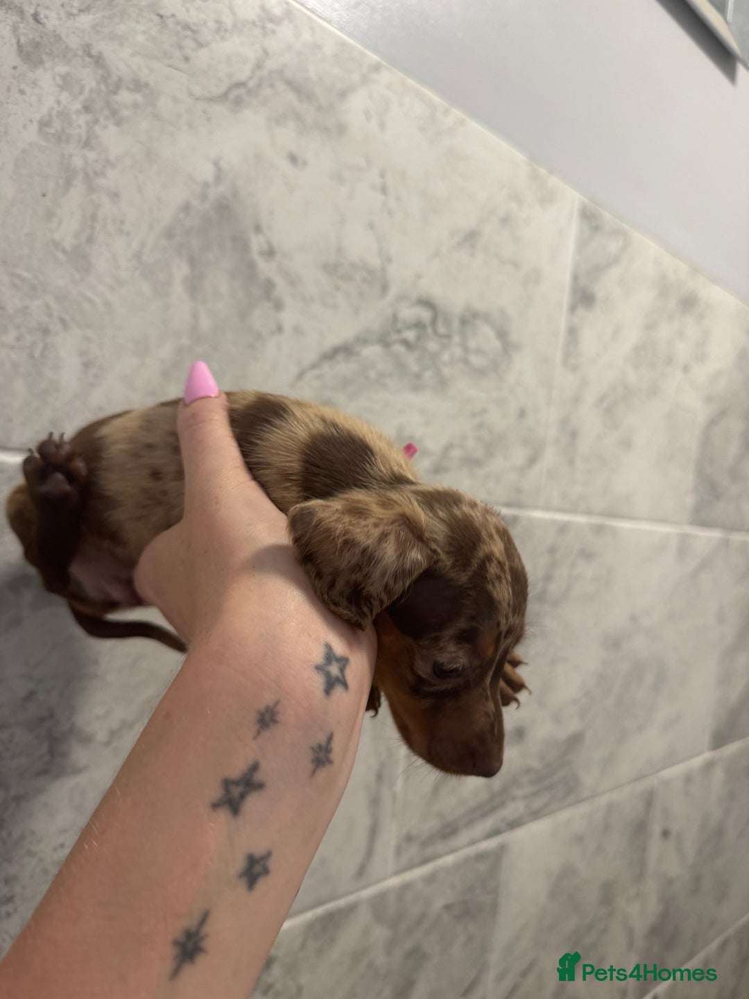 Miniature Dachshund dogs for sale: REDUCED Miniature dachshund Last Two available  in Hook - Image 20