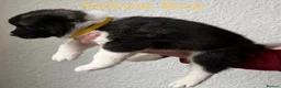 Akita dogs for sale: Chunky Akita puppies in Liverpool - Advert 7
