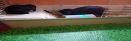 Mini Lop rabbits for sale: Gorgeous female mini lop to reserve in Glasgow - Advert 9