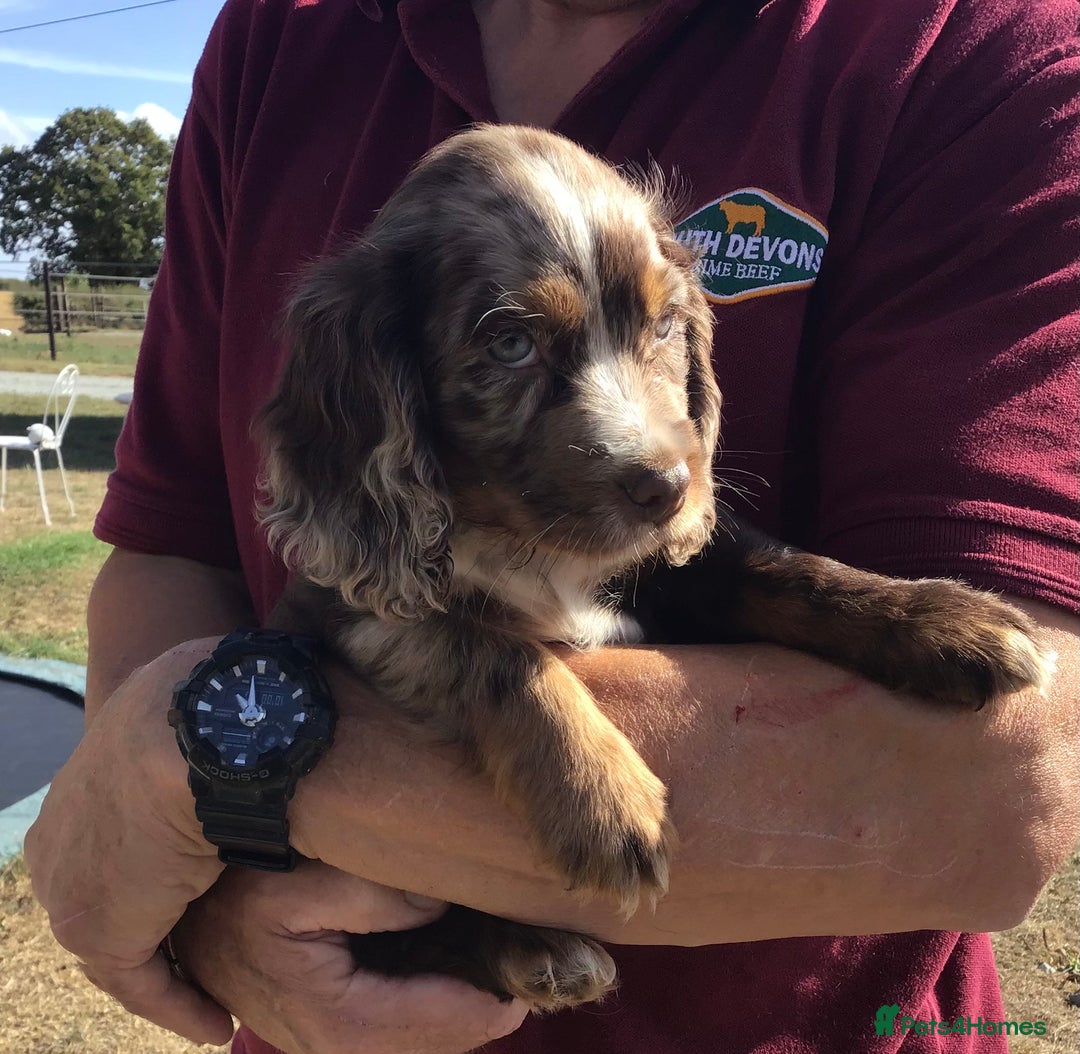 Cocker Spaniel dogs for sale: Whitchurch, Shropshire. Cocker Spaniel Puppies - Image 8