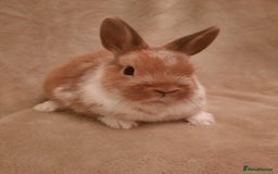 Netherland Dwarf rabbits for sale: Seven Litters Of Netherland Dwarf Babies - Image 9