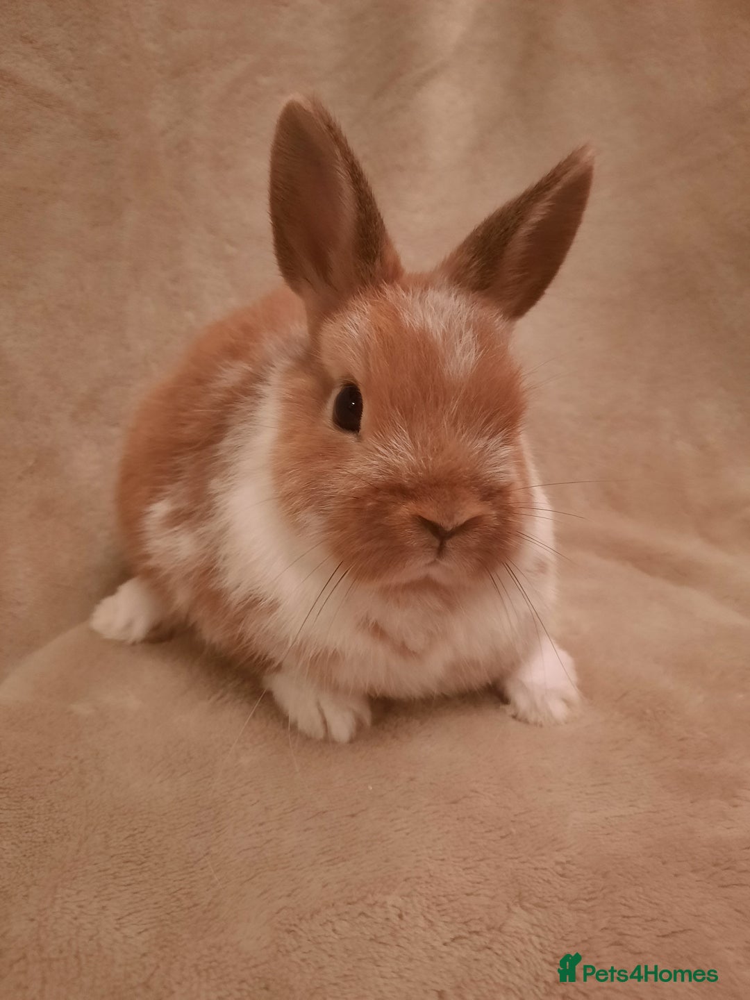 Netherland Dwarf rabbits for sale: Seven Litters Of Netherland Dwarf Babies - Image 9