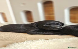 Labrador Retriever dogs for sale: 7 STUNNING BLACK LABRADOR PUPPIES - Image 7