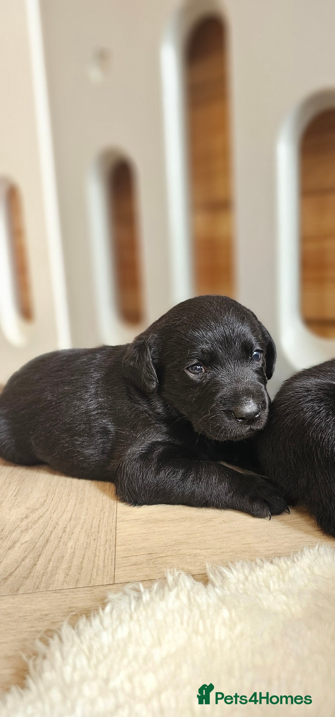 Labrador Retriever dogs for sale: 7 STUNNING BLACK LABRADOR PUPPIES - Image 7