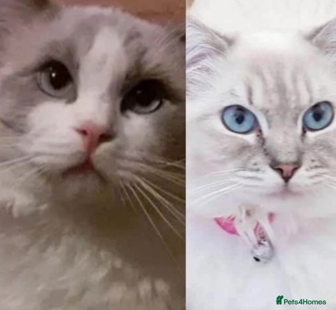 Ragdoll cats for sale: Gccf active female ragdoll with paperwork  - Image 4