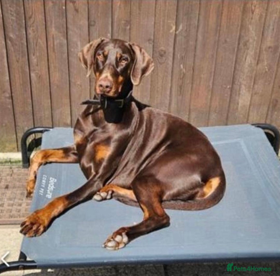 Dobermann dogs for sale: DOBERMAN PUPPIES WITH FANTASTIC PEDIGREE - Image 9