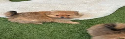 Pomeranian dogs for sale: STUNNING POMERANIAN PUPPYS  in Blackpool - Advert 5