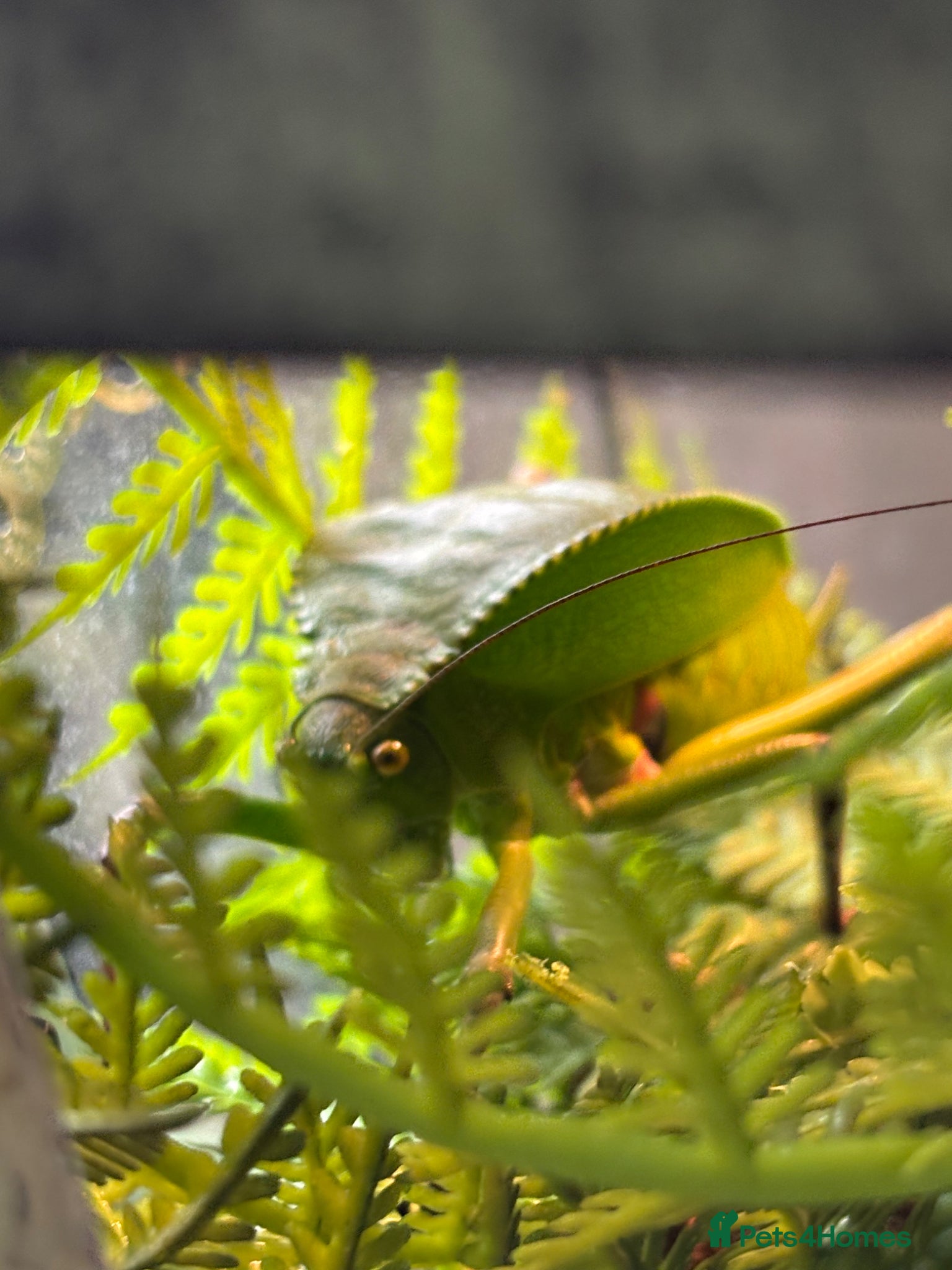 Stick Insects invertebrates Giant Hooded katydid, Jungles nymphs + stick insec - Advert 1