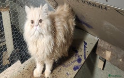 Persian cats for sale: Pure Persian kitten, champion bloodline  - Image 3