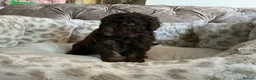 Aussiedoodle dogs for sale: Stunning F1B Aussiedoodle puppies - Advert 4