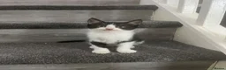 Mixed Breed cats for sale: 2 adorable male kittens ready to be rehomed!!  in Liverpool - Advert 3