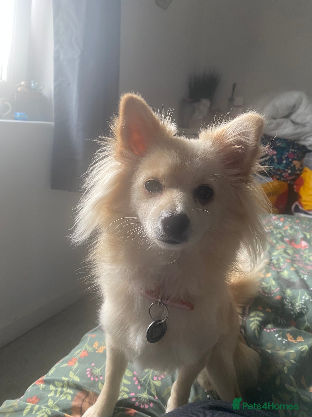 Pomeranian dogs for sale: Pomeranian girl  - Advert 1