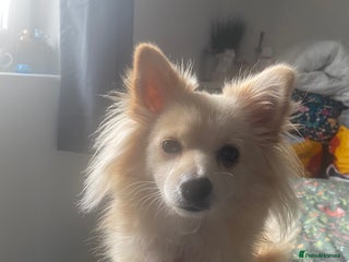 Pomeranian dogs for sale: Pomeranian girl - Advert 1