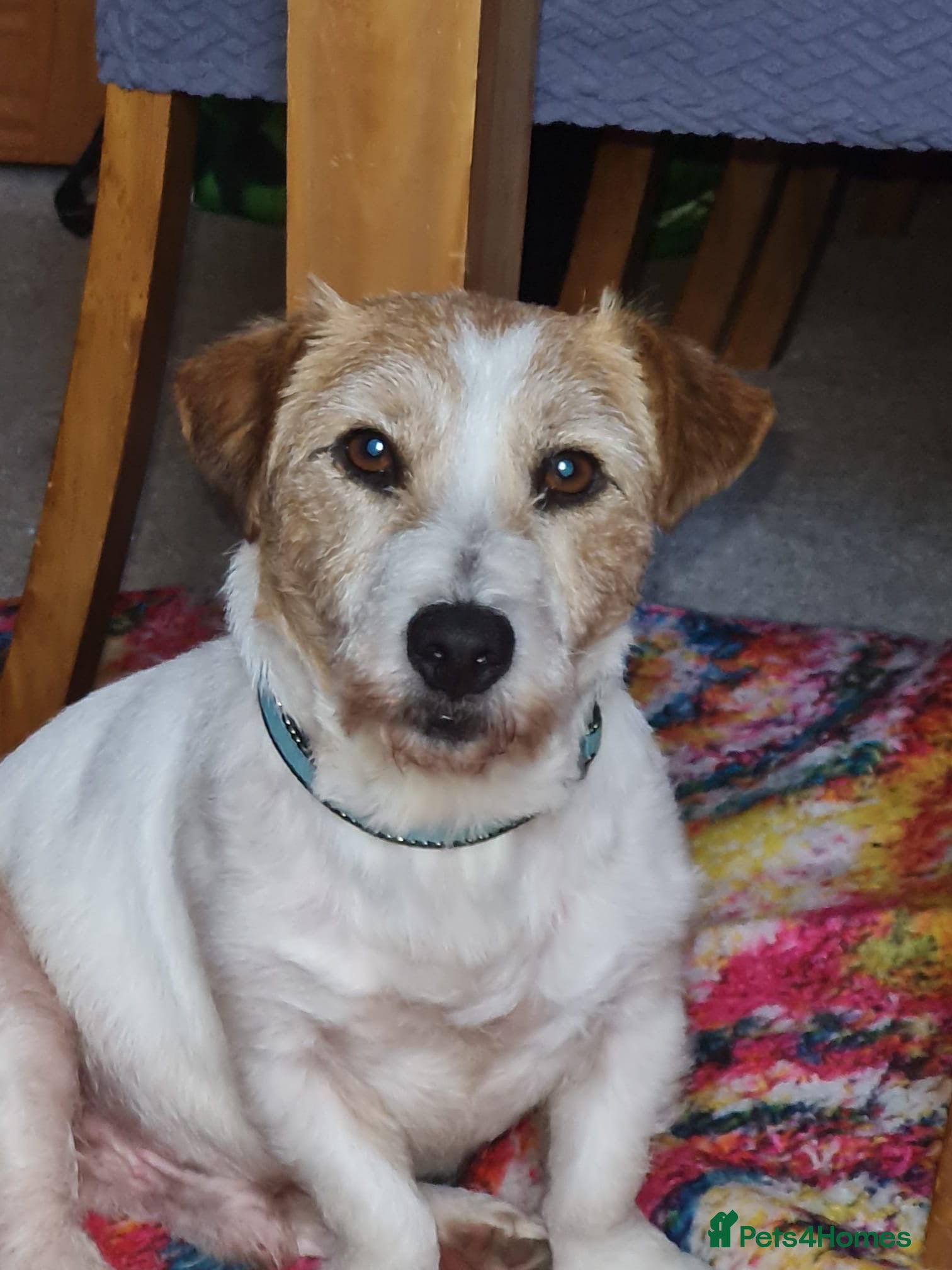 Parson Russell dogs 10 year male Parson Russell  - Advert 5