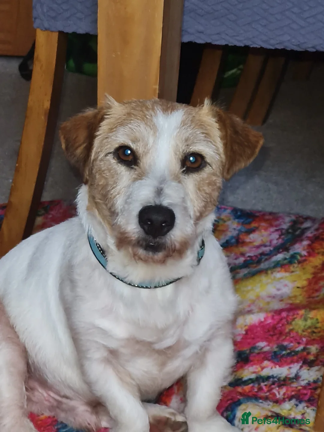 Parson Russell dogs for sale: 10 year male Parson Russell  - Advert 1