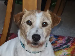 Parson Russell dogs 10 year male Parson Russell - Advert 2