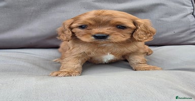 Cavapoo dogs - Advert 7