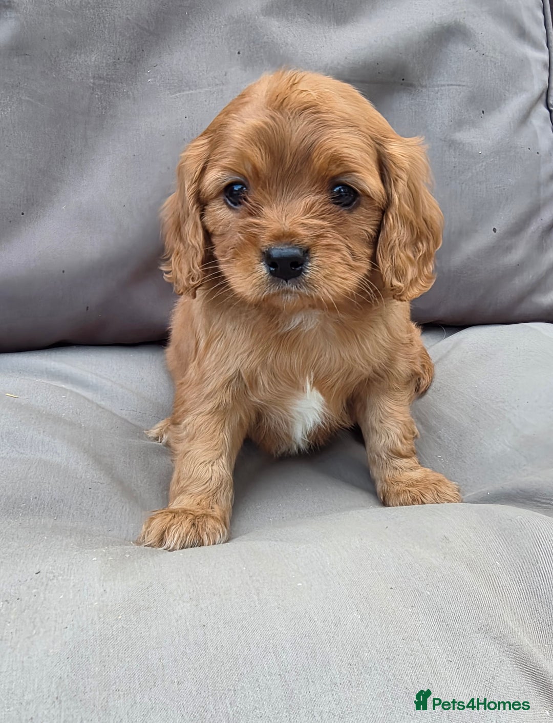 Cavapoo dogs for sale: Beautiful f1b cavapoo puppies  - Image 1