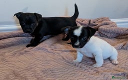 Jack Russell dogs for sale: Jack Russell  - Advert 11