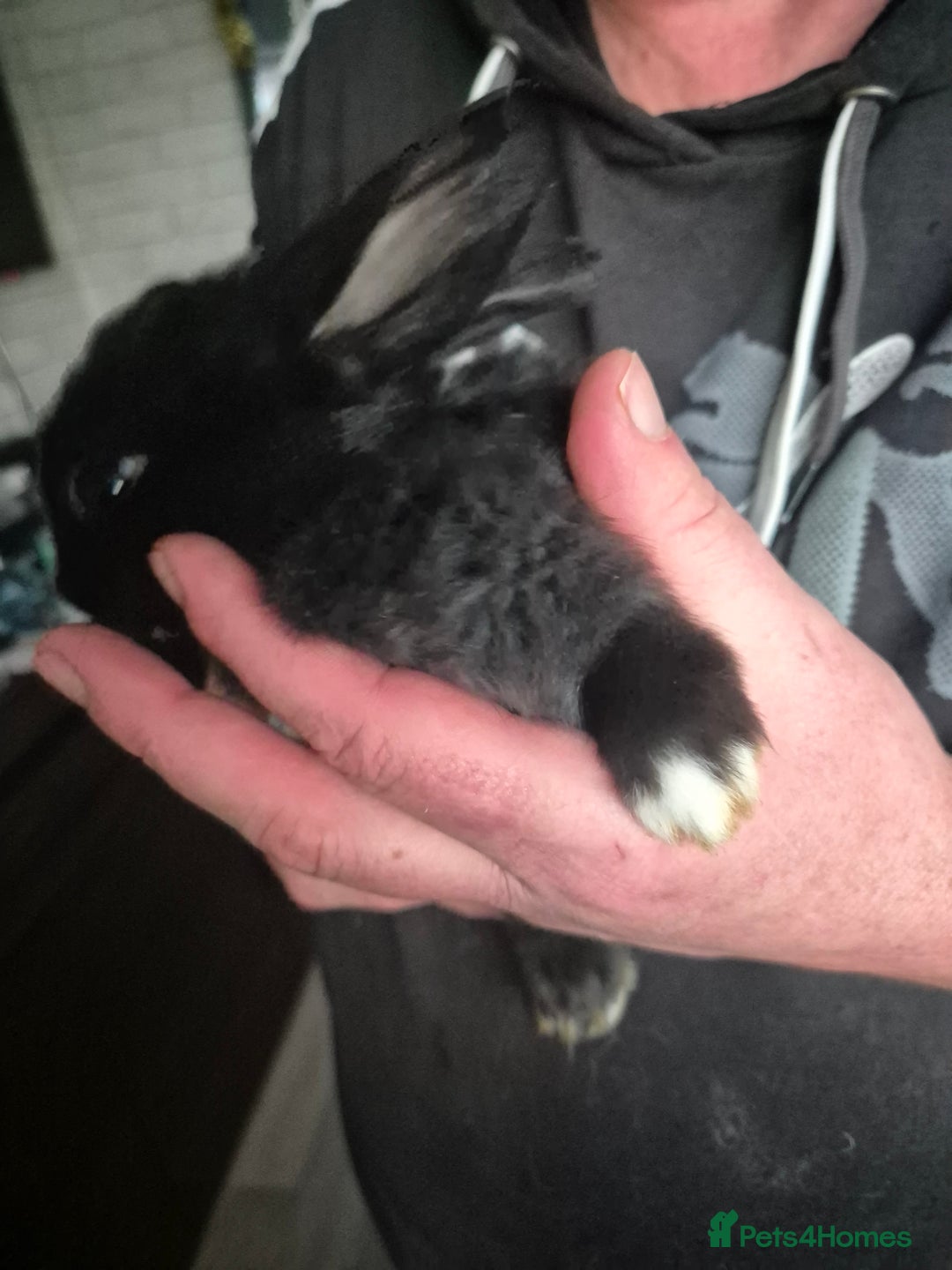 Mini Lion Lop rabbits for sale: Mini lop lion - Advert 10