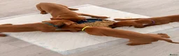 Hungarian Vizsla dogs for sale: Exceptional Hungarian Vizsla Puppies - Advert 18